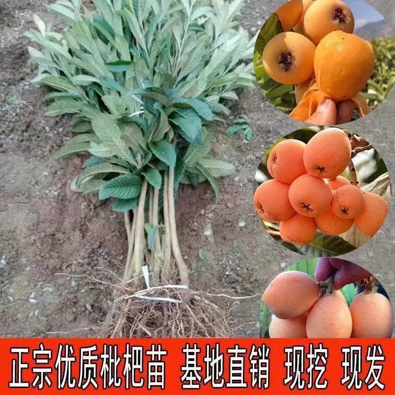 蒙阴县白沙枇杷苗  白沙枇杷树苗特大砂糖大五星无核枇杷苗南北方种植