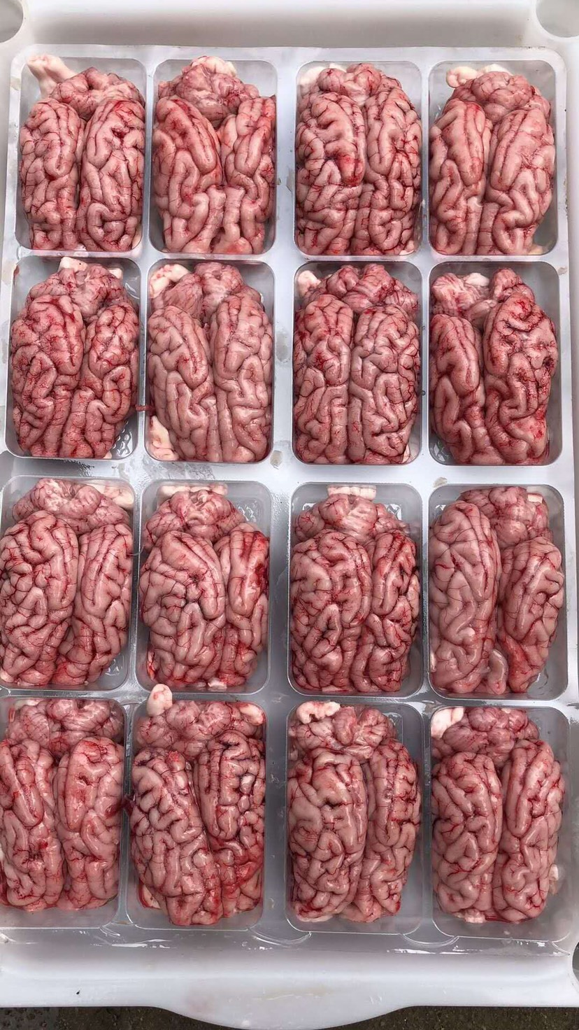 猪脑花，屠宰场直销￼，国产精品级货