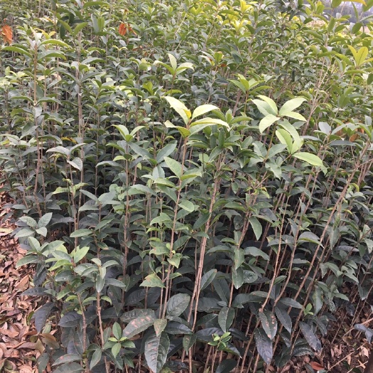 松滋市桂花树苗 桂花苗