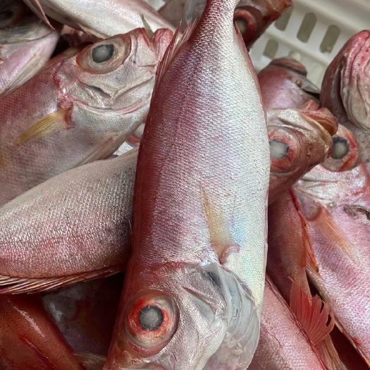 北海海鲈鱼 北海新鲜大眼鸡鱼天然海捕红目鳞海鱼海鲜水产