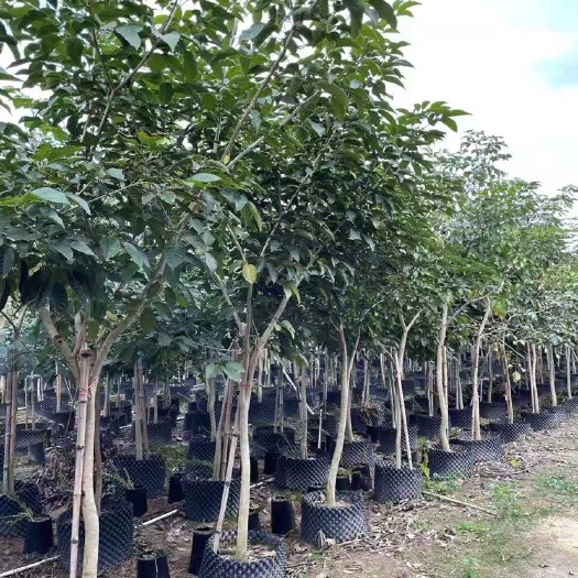 普宁市 紫花风铃木