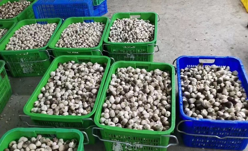 漳州草菇工厂基地，筛选精品