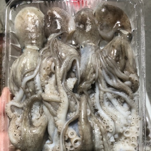 启东市章鱼 八爪鱼 码头一手货源 常年代收