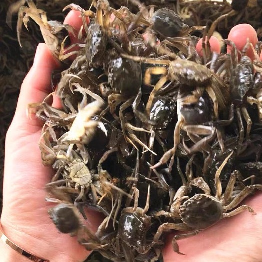 宝应县精品大闸蟹蟹苗！5母7公亲本，50-60头，原塘直发。