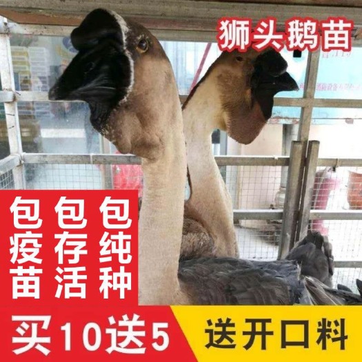 南宁鹅苗，狮头鹅苗，潮汕狮头鹅，合浦狮头鹅，朗德鹅，大种鹅