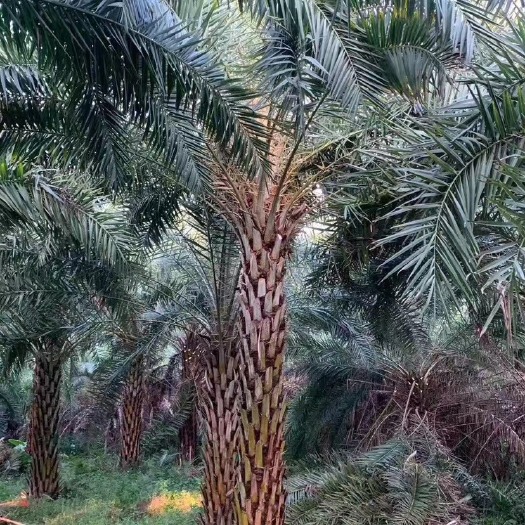 漳州中东海枣、银海枣杆高2-10米现货 棕榈树种植基地农户直销