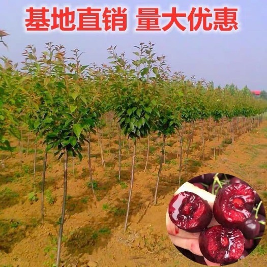 蒙阴县俄罗斯8号樱桃苗 车厘子大樱桃树苗当年结果盆栽地栽室内庭院南北方种植嫁接果树苗