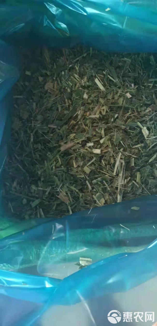  巨菌草