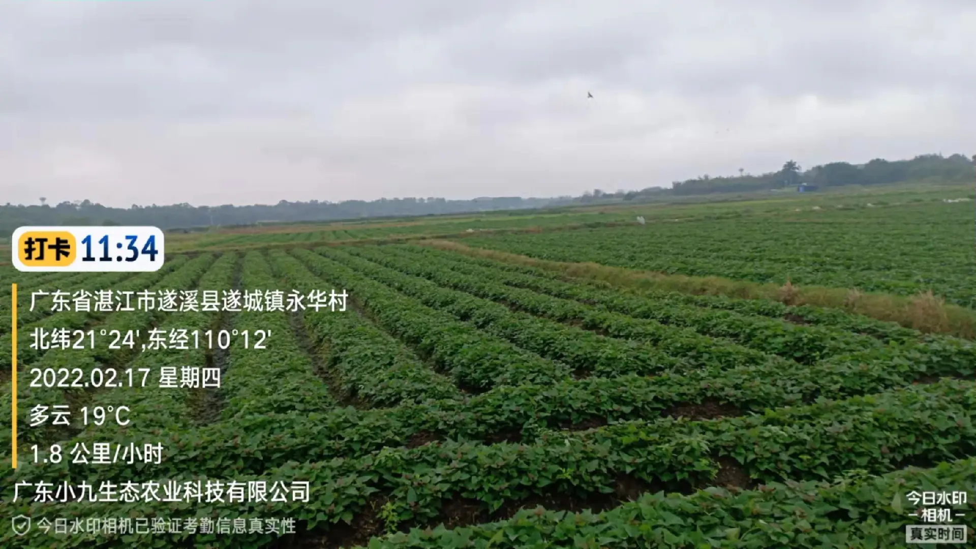 开封龙薯9号红薯苗 西瓜红，龙薯九号大田剪苗。