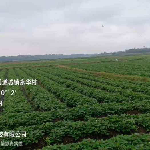 开封龙薯9号红薯苗 西瓜红，龙薯九号大田剪苗。