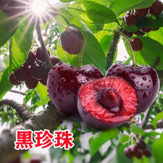 平邑县樱桃苗 黑珍珠苗嫁接南北方均可种植当年结果