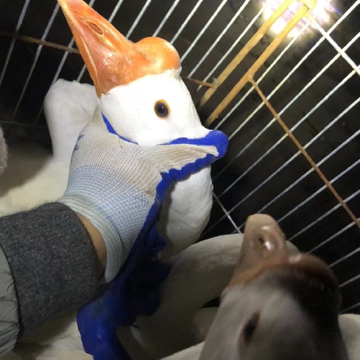 弋阳县 浙东老鹅公鹅 母鹅都有