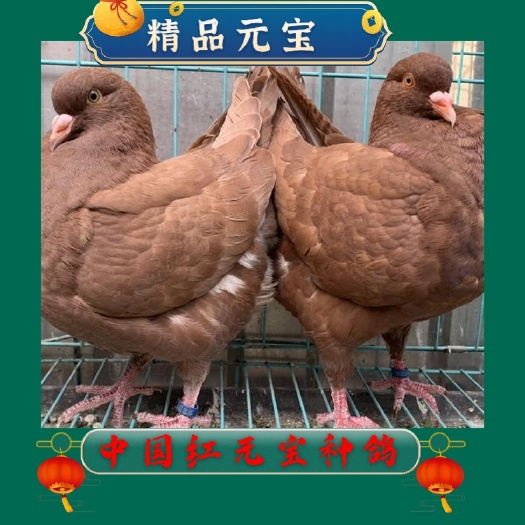 梁山县元宝鸽 元宝种鸽一对 体型好颜色纯种长的大可达到三斤左右