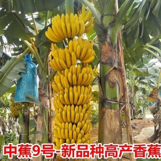 灵山县金粉一号香蕉苗 香蕉树苗粉焦苗中蕉九号高产香蕉树带营养杯带叶