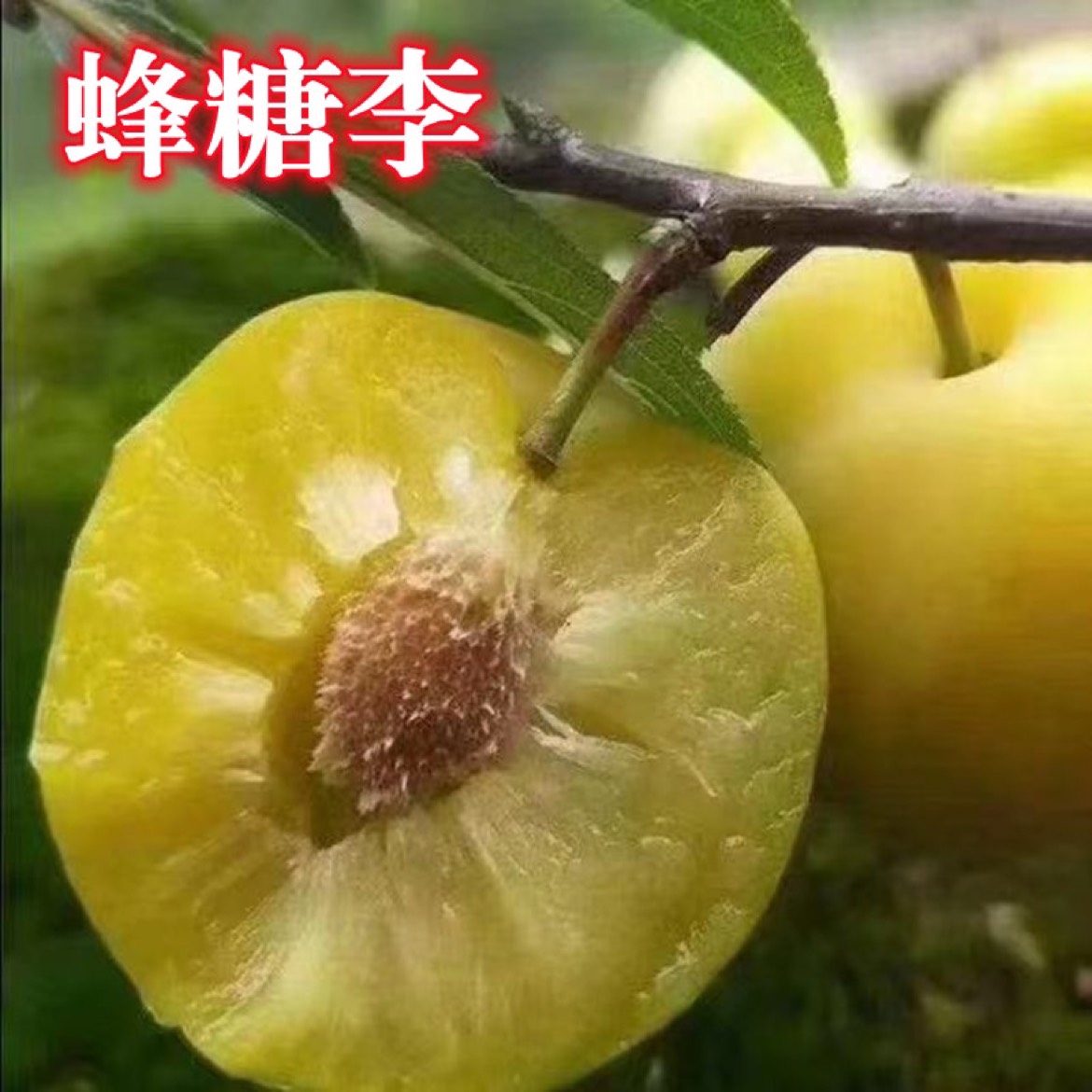 蜂糖李树苗 蜂糖李子树苗嫁接优质李子苗，果大，肉厚，离核