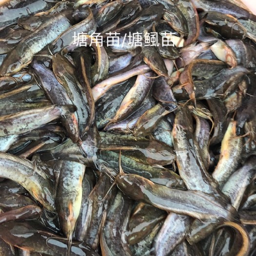 新兴县 三黄塘鲺苗