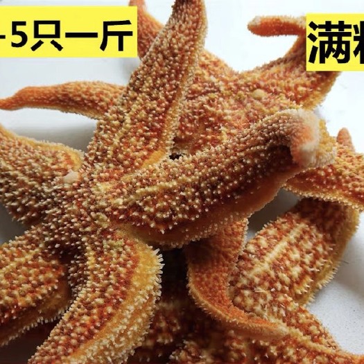 海星满籽大海捕满黄连云港贝类海鲜水产五角星海五星即食刺身材