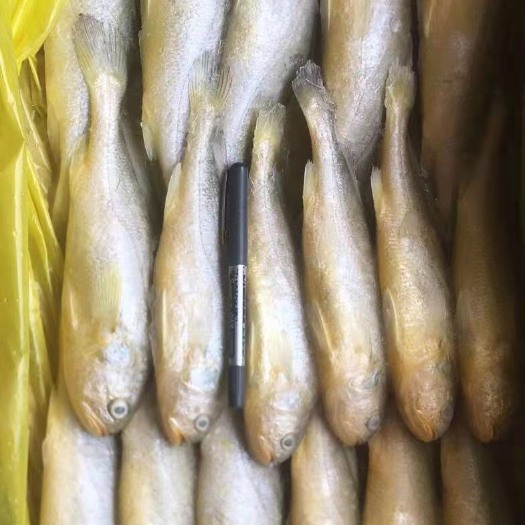 成都 小黄鱼