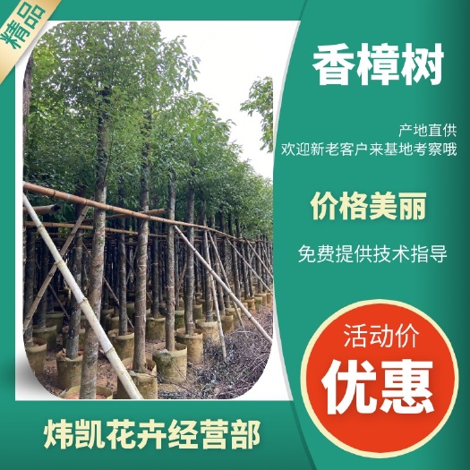 普宁市 香樟树