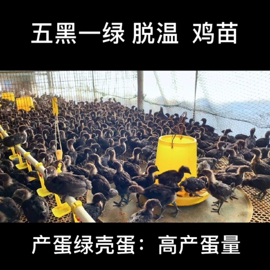 汶上县五黑鸡苗 脱温  五黑一绿鸡
