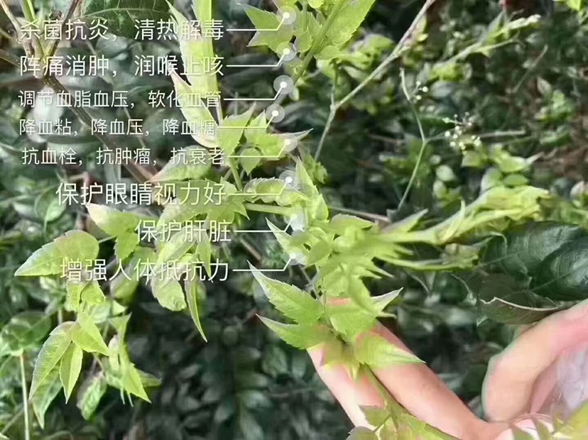 张家界高山莓茶 春茶上市