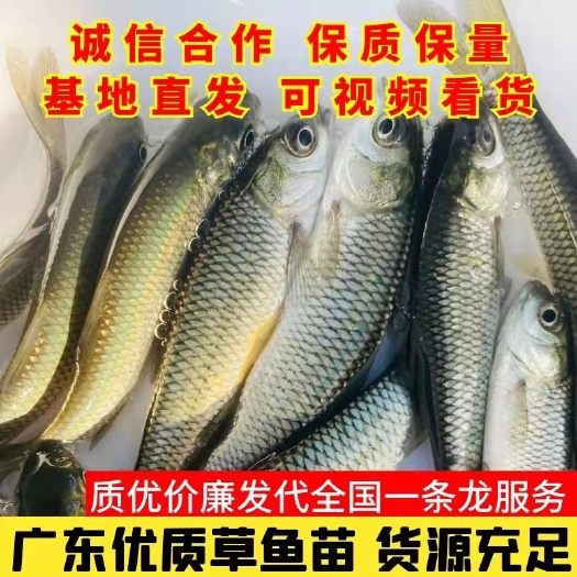 十万推荐草鱼苗  强免疫草鱼苗，大型养殖大草鱼