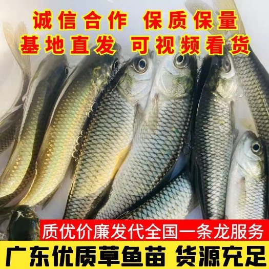 广州十万推荐草鱼苗  强免疫草鱼苗，大型养殖大草鱼