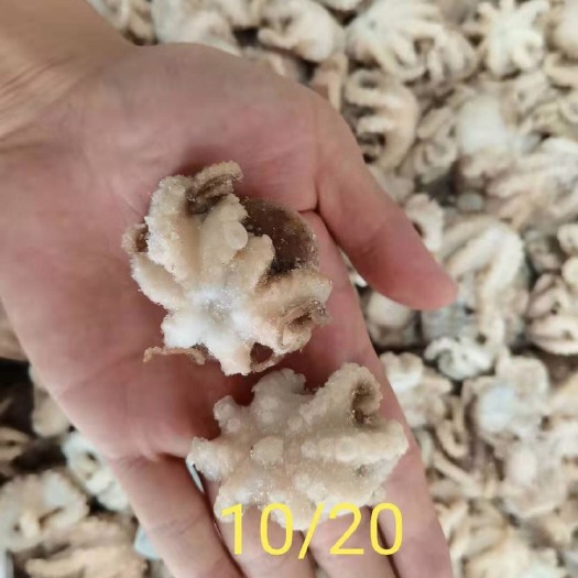 成都章鱼 研磨八爪鱼