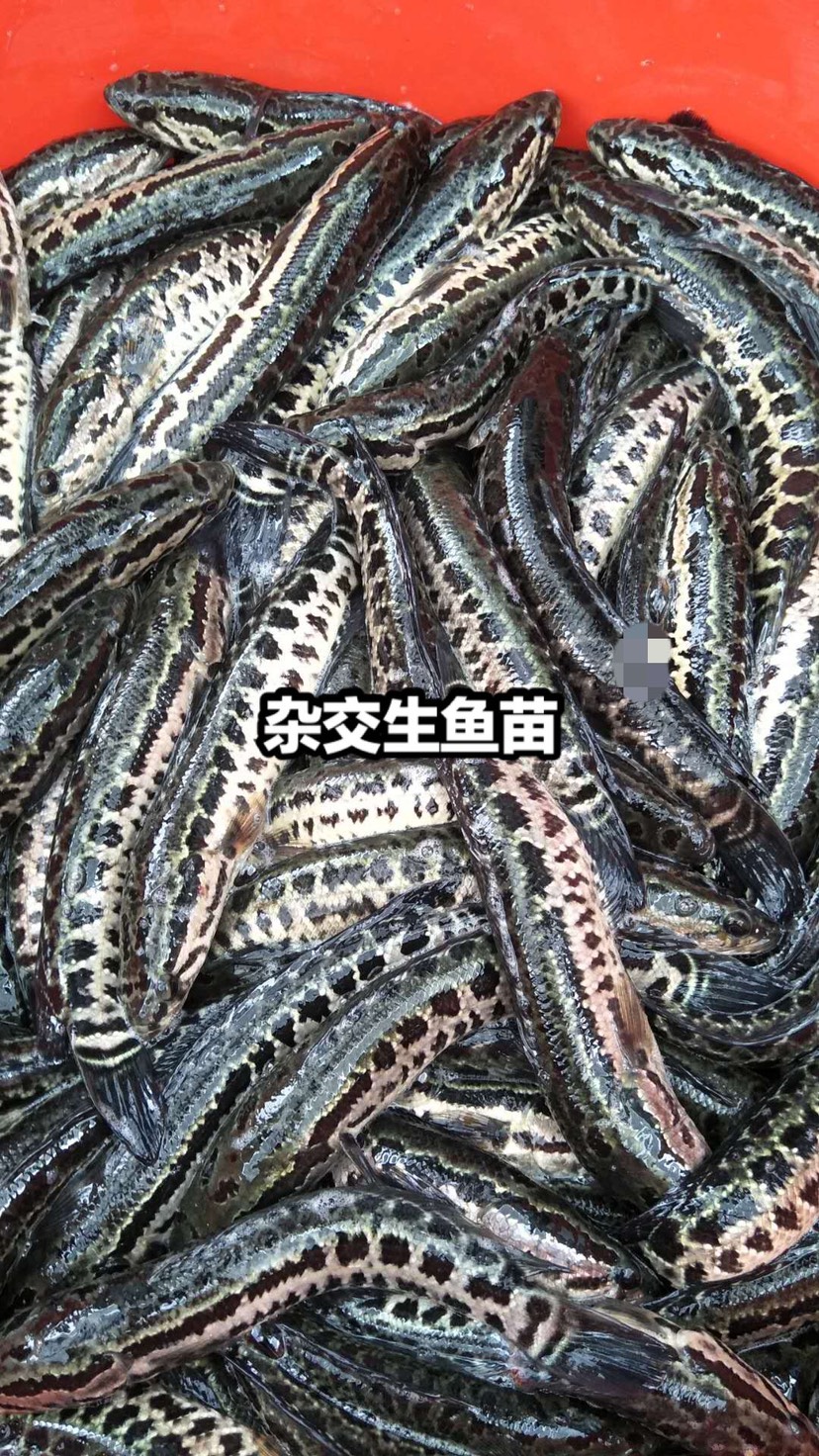 雜交黑魚苗/生魚苗/烏鱧