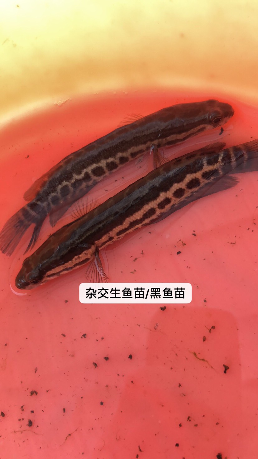 烏鱧苗 雜交黑魚(yú)苗/生魚(yú)苗