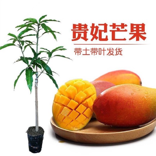 灵山县贵妃芒果苗  红贵妃芒果树苗嫁接金煌芒果苗台农芒果苗
