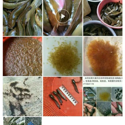 新兴县 塘角苗/塘鲺苗