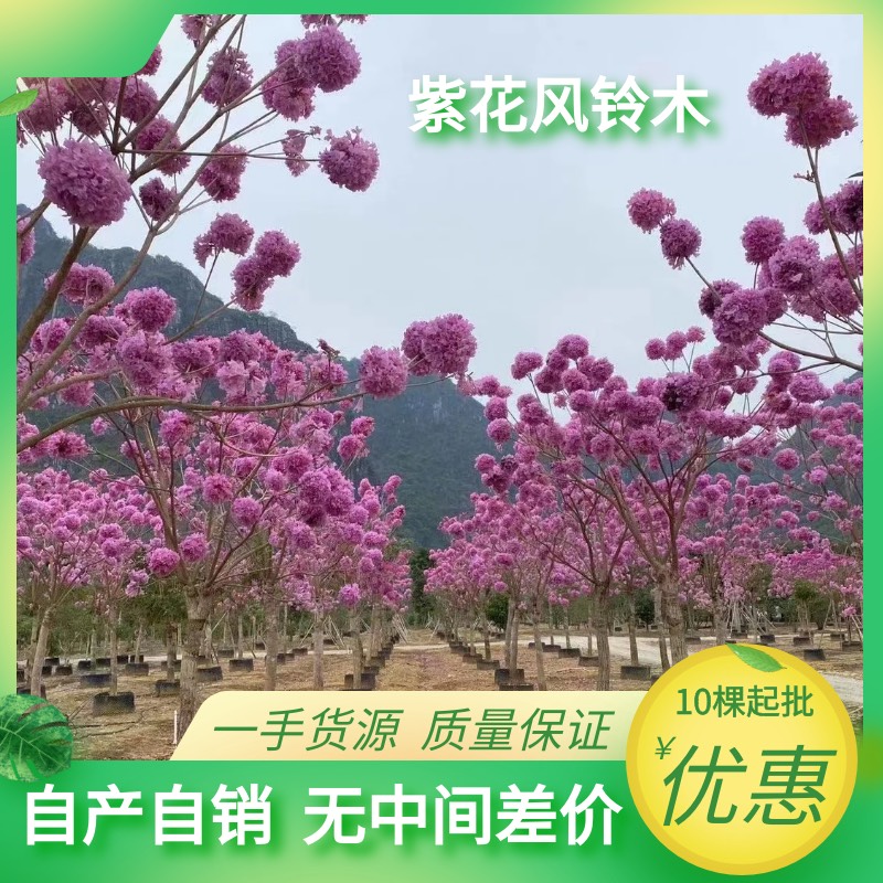 紫花风铃木 紫色风铃木 嫁接绣球￼