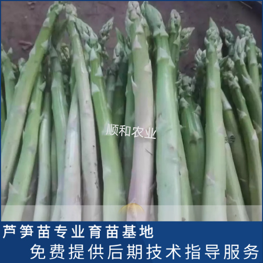 曹县芦笋根芦笋苗