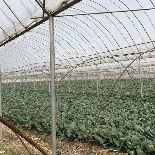阜宁县大棚管 连栋大棚钢管出售