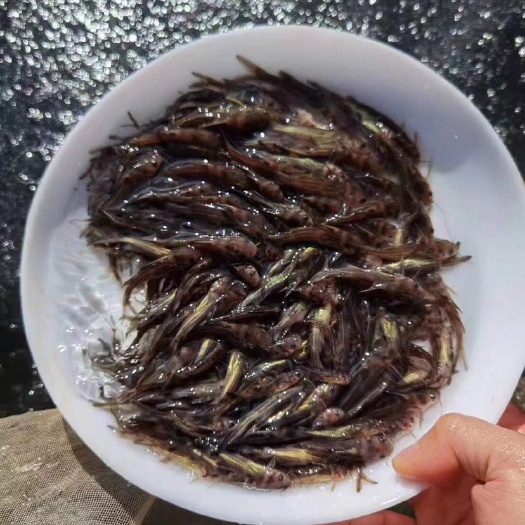 富顺县黄骨鱼苗，黄腊丁，黄桑