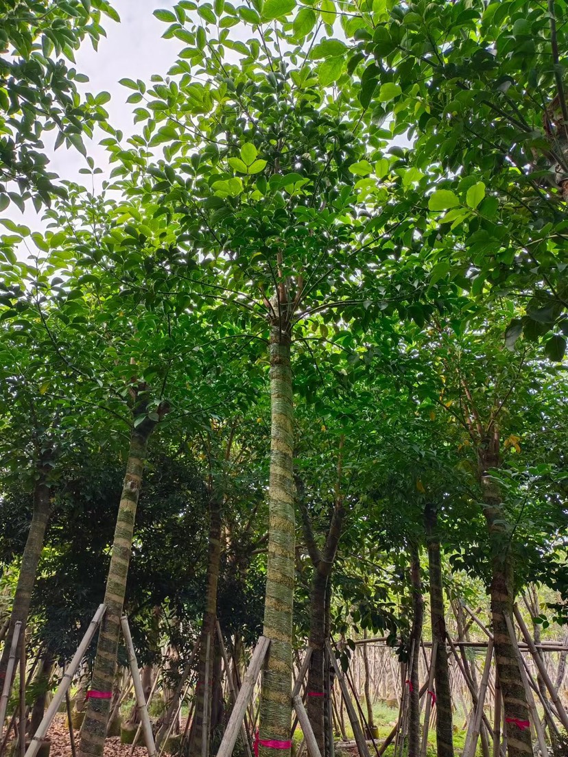 普宁市秋枫树 秋枫 秋风子