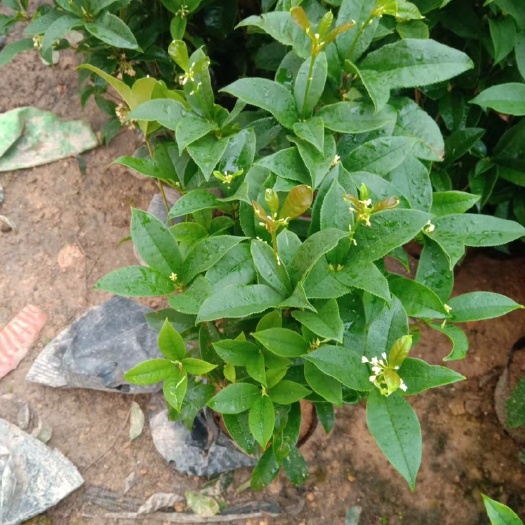 漳平市桂花四季桂花电商档口绿化苗杯苗盆栽苗成活率高产地批发四季开花