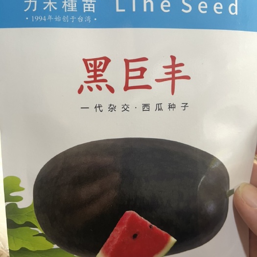 遂溪县黑美人西瓜种子 二倍体杂交种 ≥90%