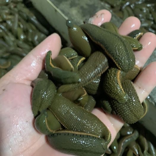 化州市菲牛蛭