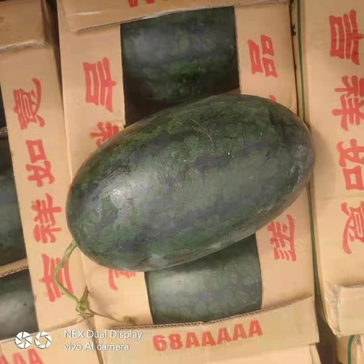 河口县越南黑美人西瓜。￼