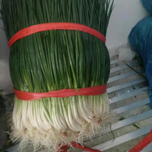 泸西县香葱  精品黑葱，白葱