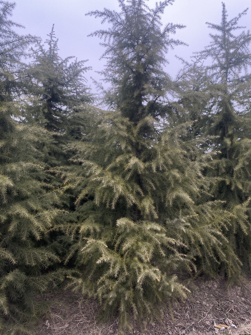 喜马拉雅雪松 雪松