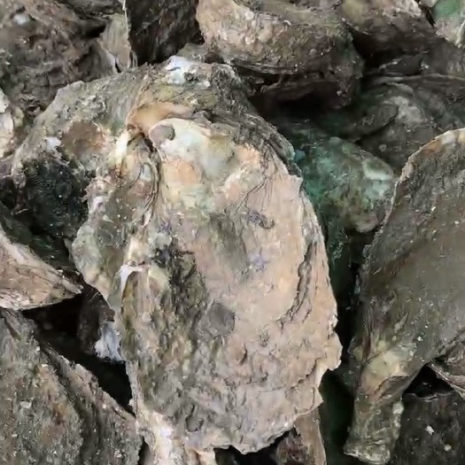 饶平县生蚝  汫洲大蚝 3-4两/只 淡水 鲜活水产