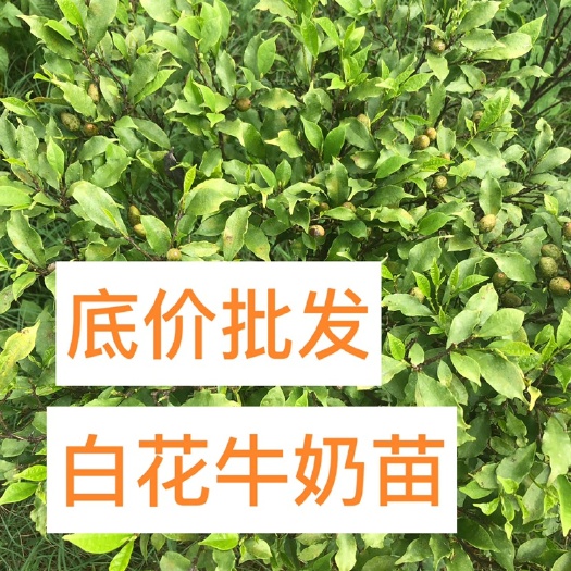 灵山县牛奶树种苗 白花牛奶苗 大量现货 中药材品种。