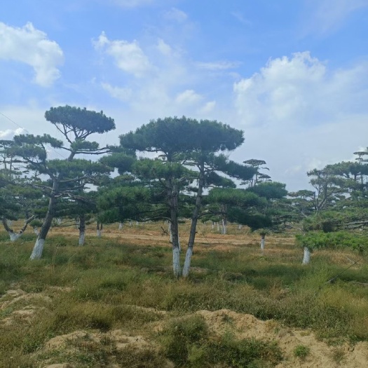 东北辽宁造型油松  造型黑松 平顶松迎客松