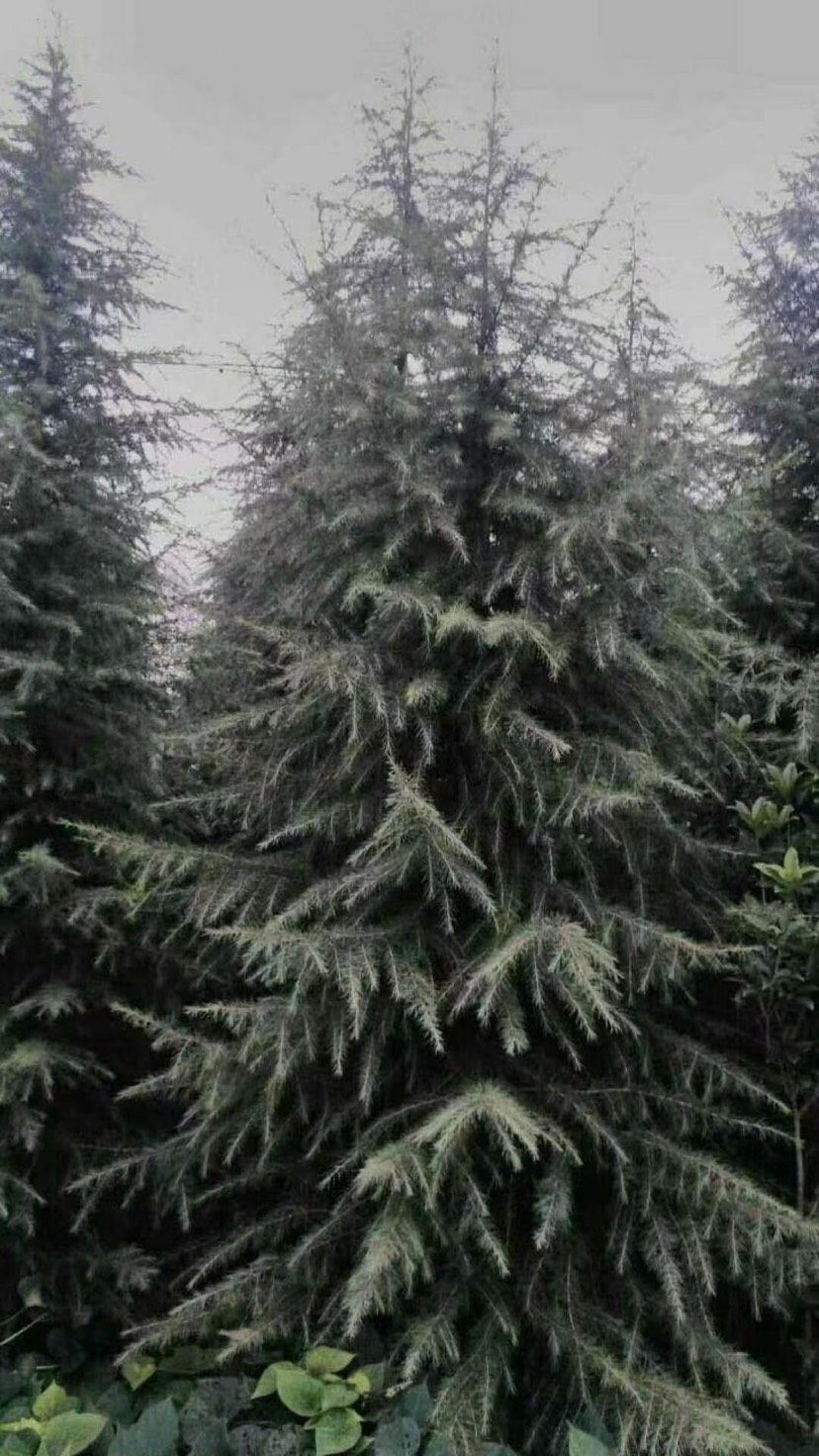 喜马拉雅雪松 雪松