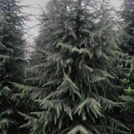 汝南县喜马拉雅雪松 雪松