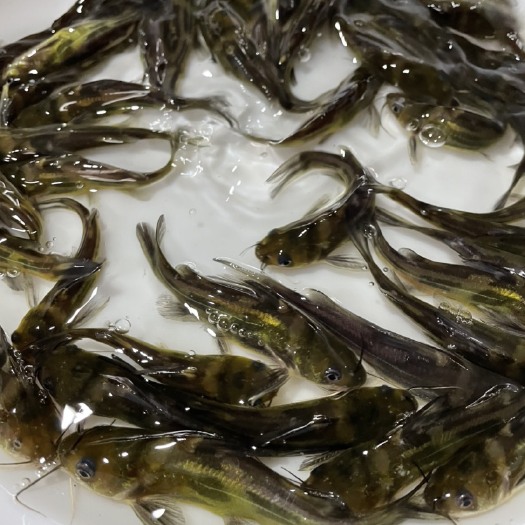 清远单姓黄颡鱼苗杂交黄颡鱼苗黄骨鱼苗/黄辣丁鱼苗/黄骨鱼水花