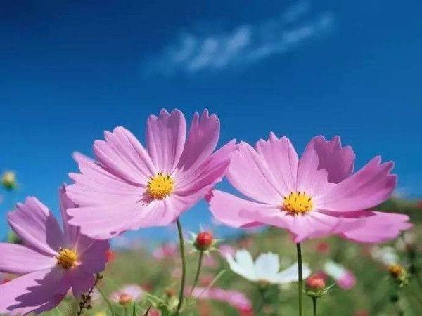  波斯菊种子  波斯菊